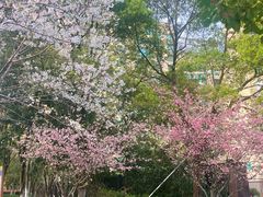 -西湖文化广场
