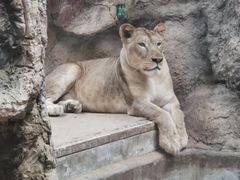 -清迈夜间动物园