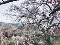 -香雪海