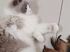 -鼓捣猫呢主题猫咖店