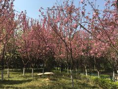 -西安市长乐公园