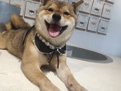 -柴务处·柴犬主题狗咖