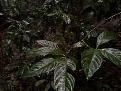 -七仙岭温泉国家森林公园
