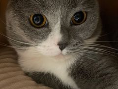 -老吴的猫·猫舍(新区店)