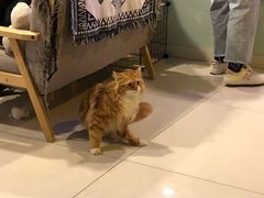 -平行世界·猫咖(首经贸店)