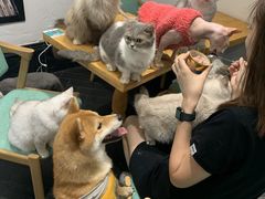 -猫色咖啡·猫咖