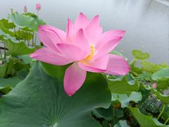 -莲花池公园