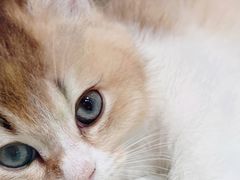 -momokira米努特·德文卷毛猫·棉花面纱犬
