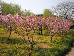 -吴淞炮台湾湿地森林公园烧烤区