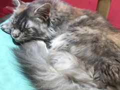 -猫色咖啡·猫咖