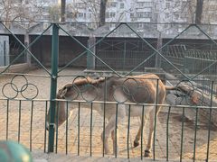 -保定市动物园