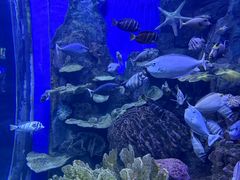 -左海海底世界