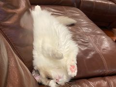 -momokira米努特·德文卷毛猫·棉花面纱犬