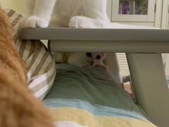 -纳吉亚猫专科动物医院博雅分院