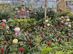 -南宫五洲植物乐园