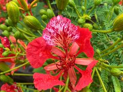 -松山湖梦幻百花洲