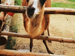 -泉州海丝野生动物世界