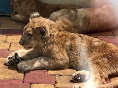 -大连森林动物园