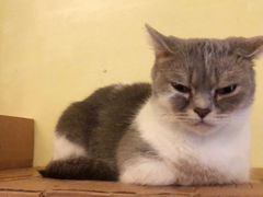 -猫色咖啡·猫咖