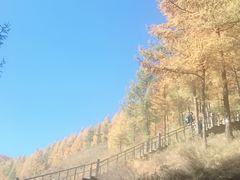 -苏木山森林公园