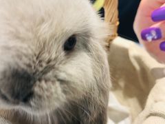 -RU DUCK柯尔鸭公社·撸鸭俱乐部·羊驼·小香猪