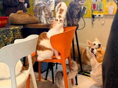 -平行世界·猫咖(首经贸店)