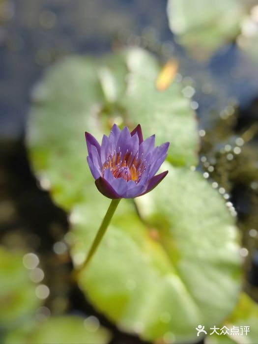 广州三元宫图片