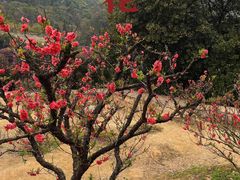 -南国桃园旅游度假区