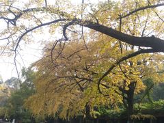 -四川大学(华西校区)