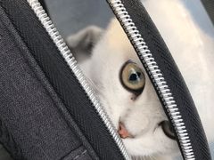 -70cat德文卷毛猫·缅因猫纯种猫舍