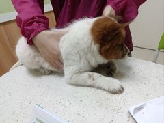 -瑞鹏宠物医院·夜间急症·心超·猫科(祖庙分店)