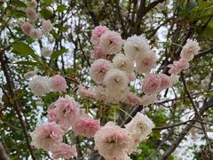 -天适樱花悠乐园