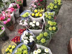 -龙大花卉苗木市场