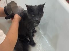 -momokira米努特·德文卷毛猫·棉花面纱犬