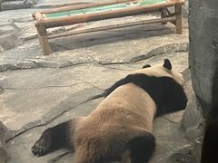 -武汉动物园