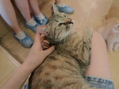 -萌喵咖啡屋(人民东路4号口M16商铺店)