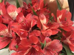 -何兮花店·气球派对鲜花店(马桥银春路万科城店)