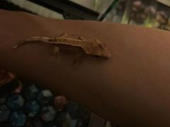 -酷以爬仙阁实体爬宠店·守宫·蜥蜴·专业繁育