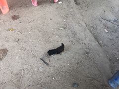 -兰坡海鲜市场
