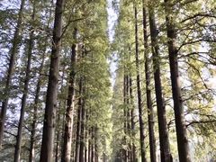 -金岛生态园烧烤露营地