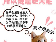 -翊宠yipet猫狗购宠庄园犬舍•猫舍