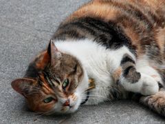 -颐和路民国时期公馆风貌区