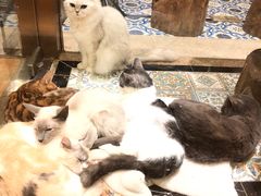 -more than meow吴止猫主题餐厅(承德 中船汇店)