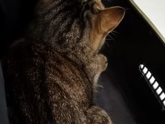 -纳吉亚猫专科动物诊疗中心(蒋宅口分院)