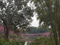 -红梅公园