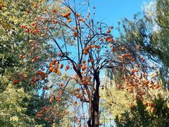 -三里屯东五街银杏大道