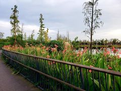 -白鹭湾湿地公园