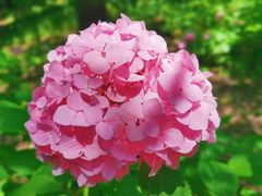 -上海滨江森林公园