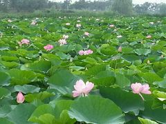 android_upload_pic-蒲河岛湿地公园