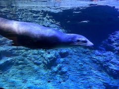 -海合安青岛极地海洋公园